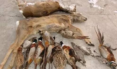 ���ϣ��Ƿ�ʳ�����C��Ұ����(d��ng)�� ���e��(b��o)��߿ɪ�(ji��ng)�fԪ