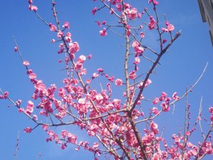 <b>�Ӱ����͏S�������־Ը�ߣ������M؟  �����P��ů����</b>