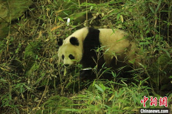 ���ʡ̫���֘I(y��)��Ѳ�o(h��)�O(ji��n)�y��ż��һֻҰ������؈