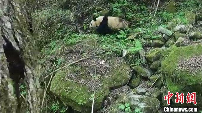 ���ʡ̫���֘I(y��)��Ѳ�o(h��)�O(ji��n)�y��ż��һֻҰ������؈�������ʡ̫���֘I(y��)���ṩ